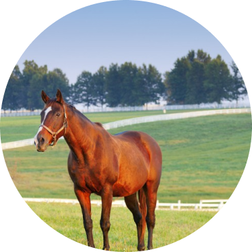Lexington, KY